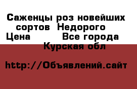 Саженцы роз новейших сортов. Недорого. › Цена ­ 350 - Все города  »    . Курская обл.